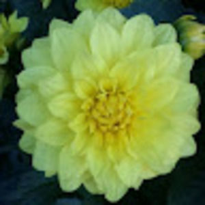 Meet your Posher, Bcchicks